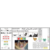 گونه خفاش گوش موشی کوچک Lesser Mouse-eared Myotis 